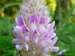 Uraria Crinita ~ Asian Foxtail ~ Exotic ~ Pretty Flowers ~ Green Thumb ~ Flowers