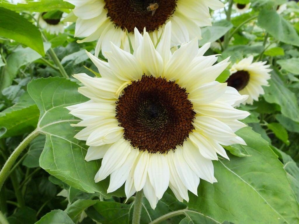 White Nite Sunflower Seeds ~ Helianthus Annuus ~ Pretty Flowers ~ Garden ~ Fall ~ Heirloom Seeds ~ Autumn