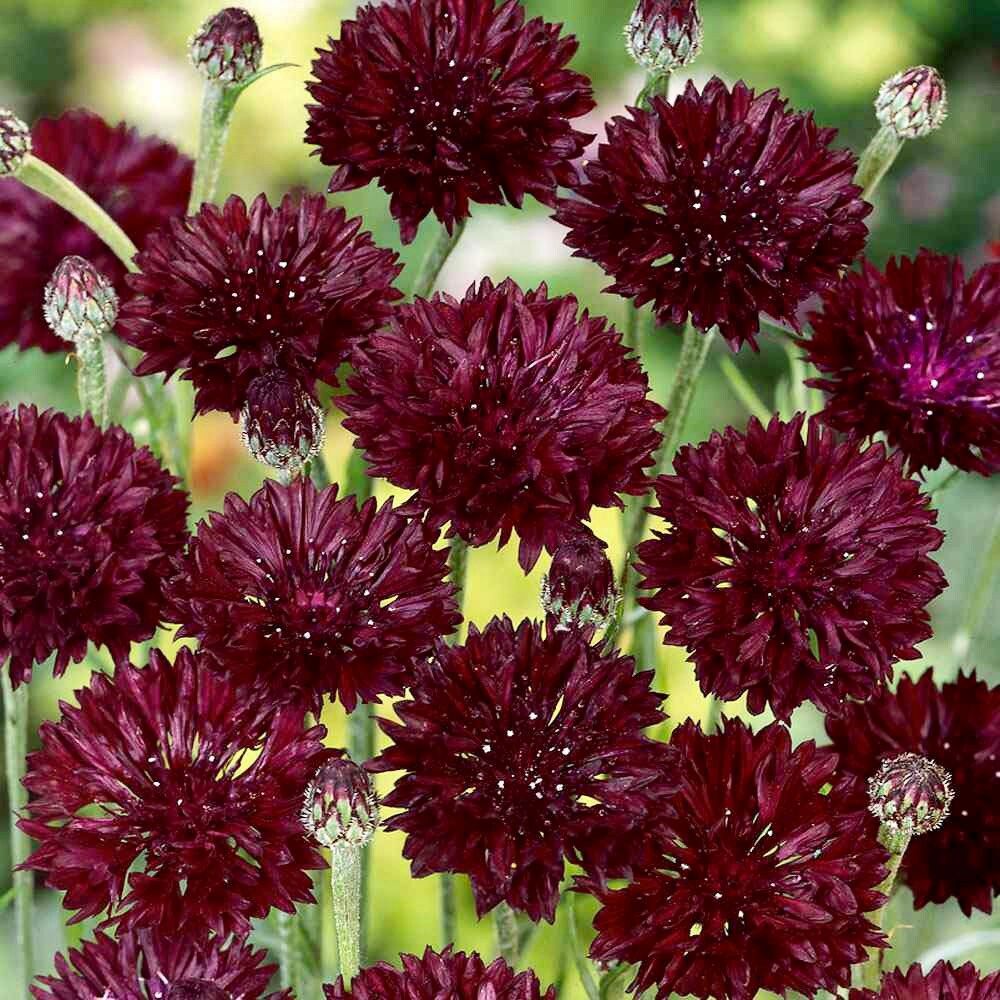 Black Cornflower Seeds ~ Perennial ~ Flowering Plant ~ Unusual Flowers ~ Flower ~ Growing Flowers