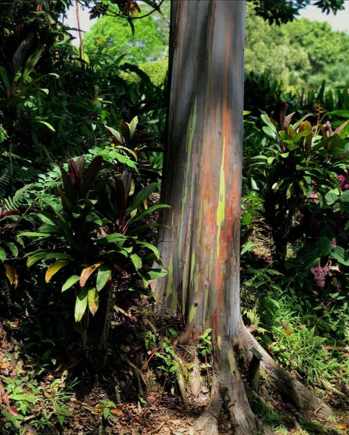 Rainbow Eucalyptus Seeds ~ E. Deglupta ~ Gum Tree Seeds