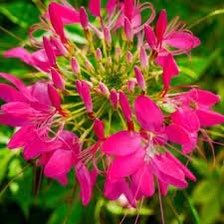 Cherry Queen Cleome Seeds ~ Cleome Hassleriana ~ Spider Flower ~ Flowering Plant ~ Flower ~ Growing Flowers ~ Garden ~ Plants ~ Gardening