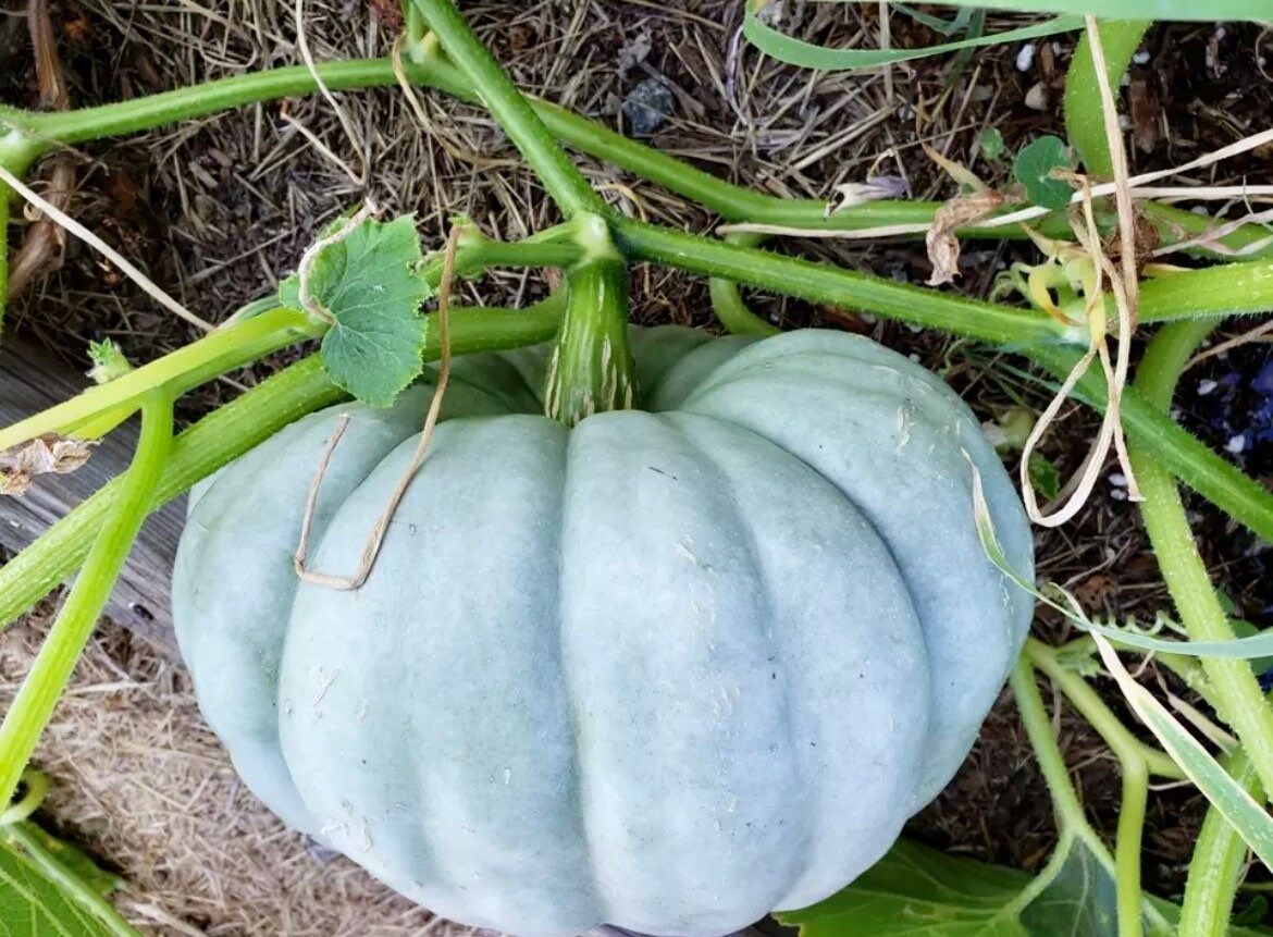 Jarrahdale Blue Pumpkin Seeds ~ Jarradale Queensland ~ Fairytales ~ Cinderella ~ Autumn