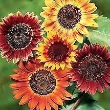 Evening Sun Sunflower Seeds ~ Pretty Flowers ~ Garden ~ Fall ~ Heirloom Seeds ~