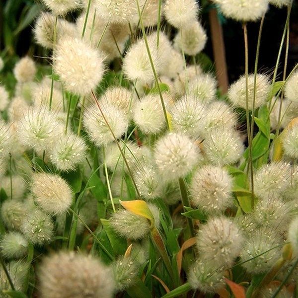 White Bunny Tails Seeds ~ Plants ~ Garden ~ Grow Your Own ~ Spring Flowers ~ Instead of Flowers ~ Ornamental