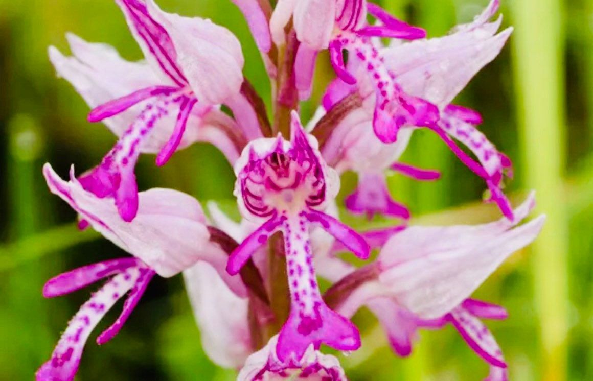 hanging naked men plant for sale Naked Man Orchid Seeds ~ Orchis Italica ~ Italian Orchid ~ Usual Flowers ~ Exotic Flower ~ Unique Flowers ~ Funky Plants