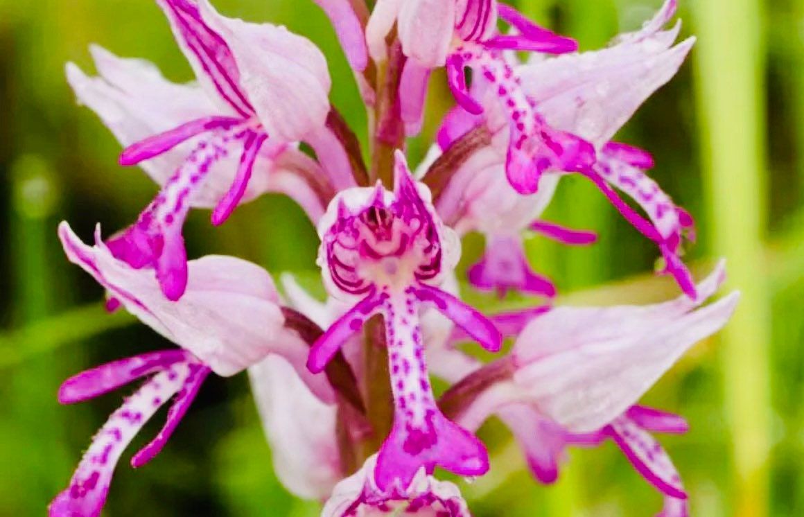 Naked Man Orchid Seeds ~ Orchis Italica ~ Italian Orchid ~ Usual Flowers ~ Exotic Flower ~ Unique Flowers ~ Funky Plants