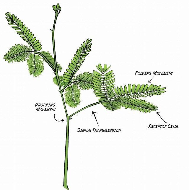 Your Plant Bitch’s Sensitive Plant Food ~ Mimosa Pudica Food ~ Fertilizer