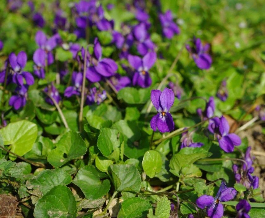 Viola Sororia Sorority Sisters Seeds ~ Flowers ~ Bouquet ~ Garden ~ Easy Growing Flowers ~ Flower Garden ~ Fresh Cut Flowers