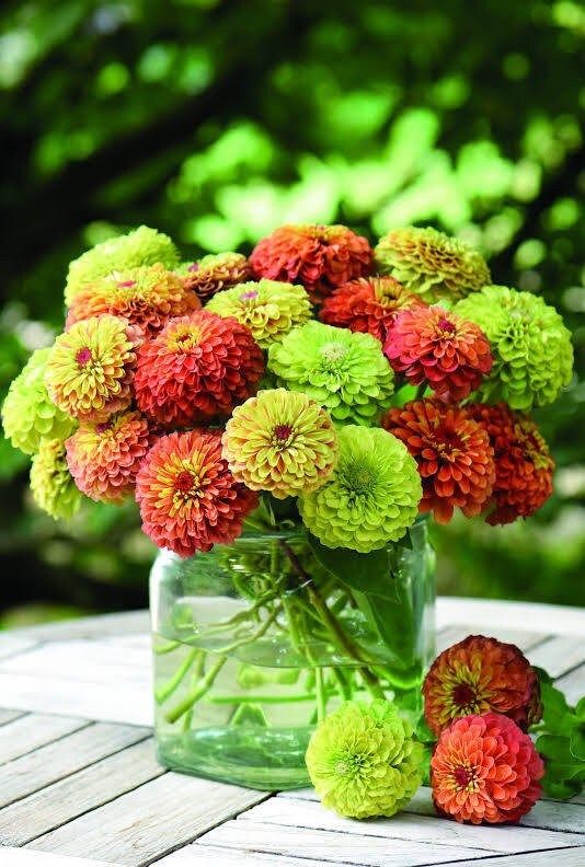 Zinnia “Queen Lime Mix” Seeds ~ Flower Seeds ~ Plants ~ Garden ~ Grow Your Own ~ Spring Flowers ~ Instead of Flowers ~ Flowers