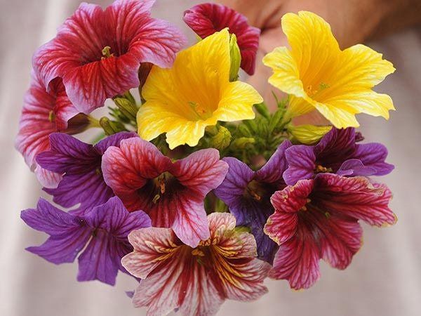 Salpiglossis Seeds ~ Painted Tongue ~ plants ~ Garden ~ Grow Your Own ~ Spring Flowers ~ Instead of Flowers ~ Flowers