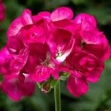 Violet Geranium Seeds ~ Pelargonium Fl Violet ~ Garden ~ Grow Your Own ~ Spring Flowers ~ Instead of Flowers ~ Flowers