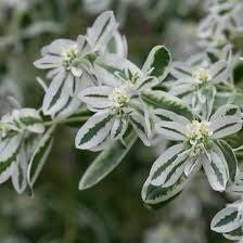 Euphorbia Marginata Seeds ~ Kilimanjaro ~ Rare Plants ~ Snow On The Mountain  ~ Spring Flowers ~ Instead of Flowers ~ Presents