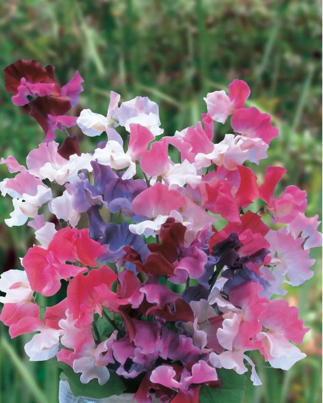 Multi Color Sweet Pea Seeds ~ Plants ~ Garden ~ Grow Your Own ~ Spring Flowers ~ Instead of Flowers ~ Flowers