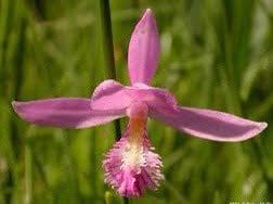 Pogonia Ophioglossoides Orchid Starter Grow Kits ~ Snakemouth Orchids ~ Rose Pogonia ~ Stocking Stuffers