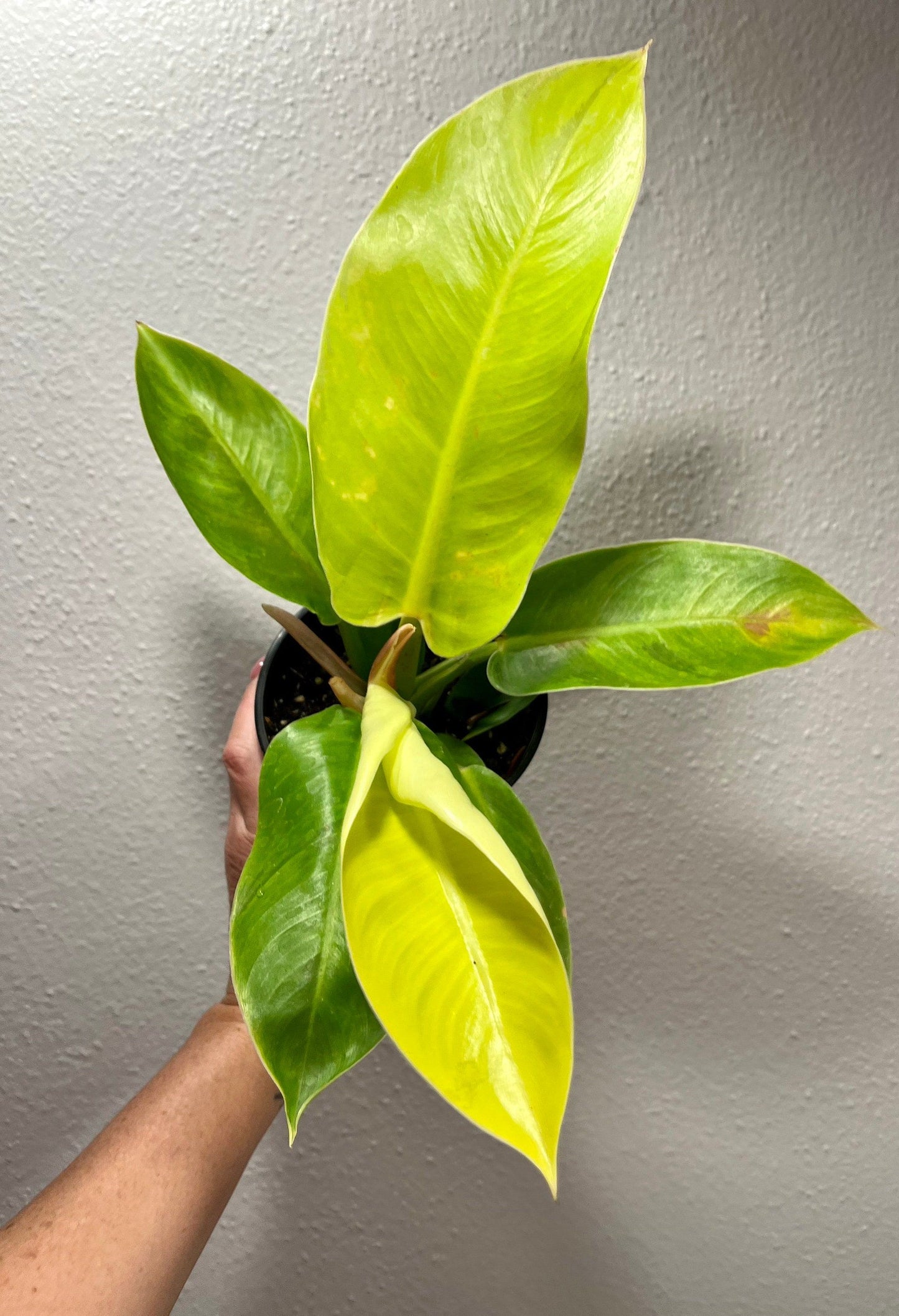mature philodendron moonlight Philodendron Moonlight ~ Philodendron – Your Plant Bitch