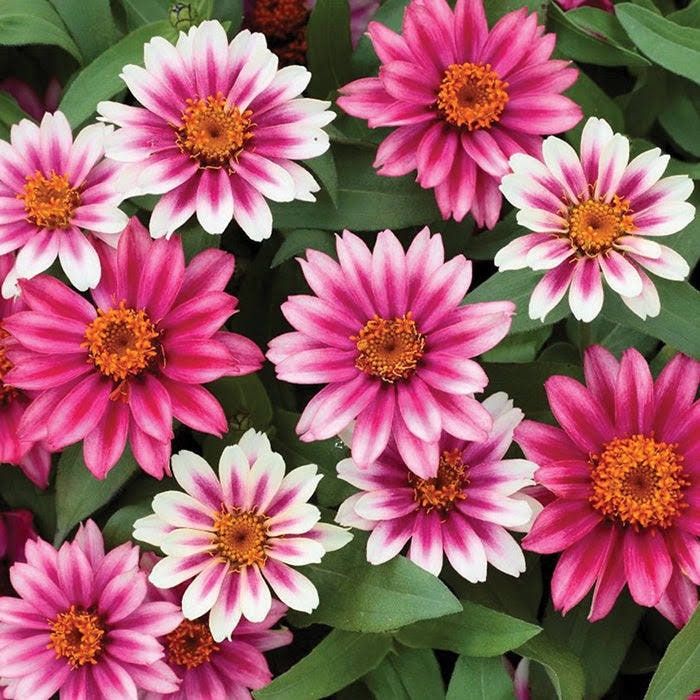 Zinnia “Zahara Double Raspberry Ripple” Seeds ~ Flower Seeds ~ Plants ~ Garden ~ Grow Your Own ~ Spring Flower ~ Instead of Flowers ~ Flower