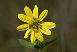 Silphium Glutinosum Seeds ~ Sticky Rosinweed ~ Unique and Rare