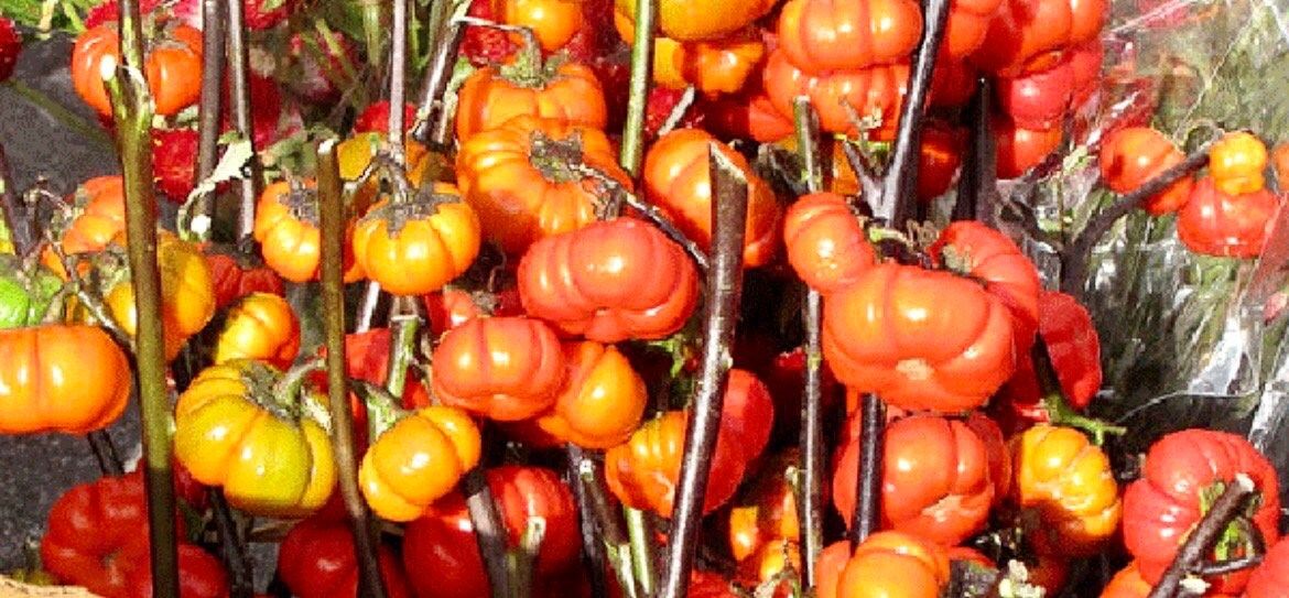 Rare Ornamental ‘Pumpkin On A Stick’ Seeds ~ Grow Your Own ~ Autumn ~ Halloween ~ Fairytale ~ Fall ~ Season ~ Dried Flowers ~ Bouquet