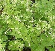 Mirabilis Longiflora ‘Fairy Trumpets’ Seeds ~ Sweet Four-o’clock ~ Fragrance ~ Fragrant Flowers