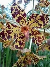 Tiger Orchid Seeds ~ Grammatophyllum Speciosum ~ Usual Flowers ~ Exotic Flower ~ Unique Flowers ~ Funky Plants