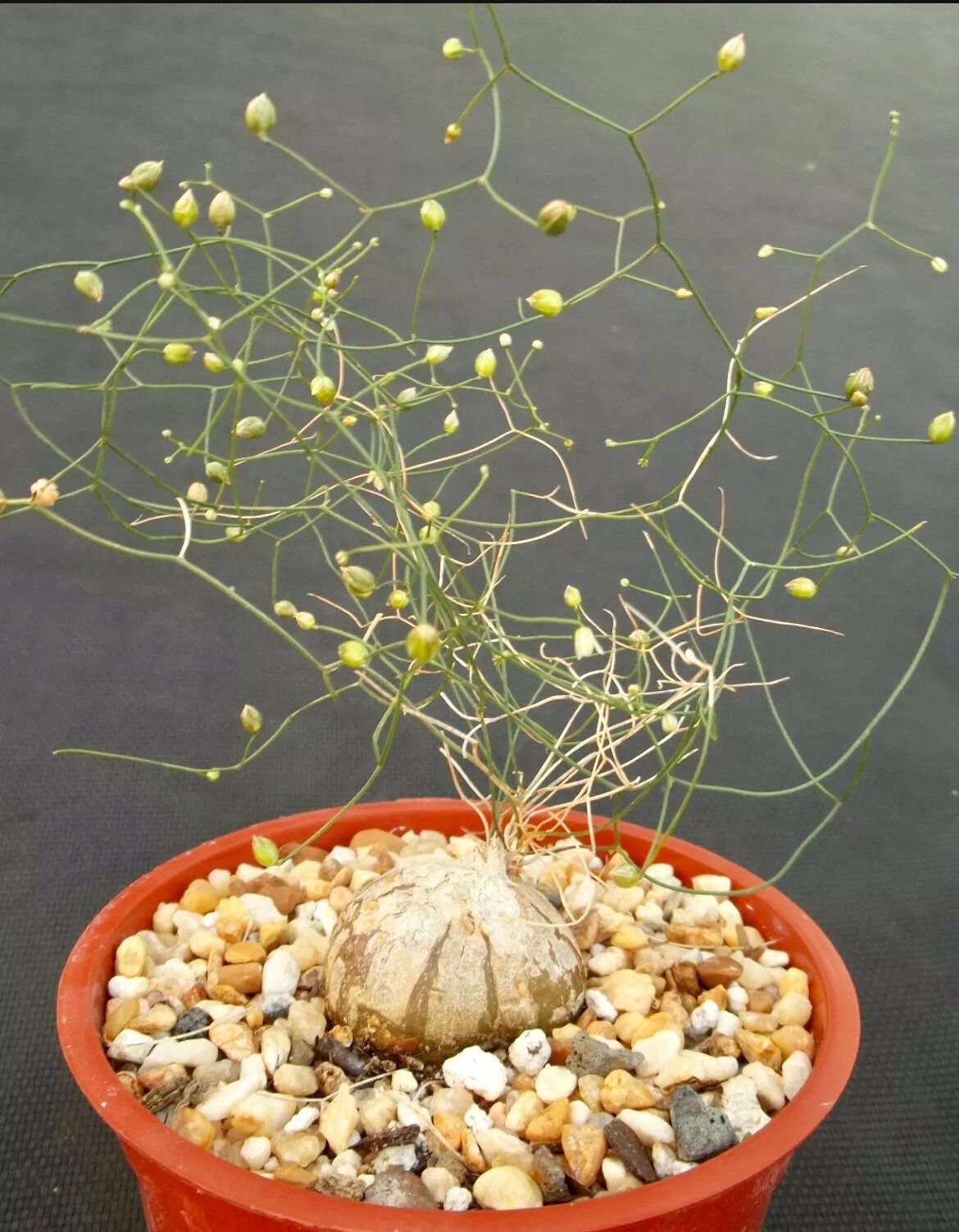 Schizobasis Intricata Seeds ~ Exotic ~ Rare ~ Caudex ~ Onion Cactus