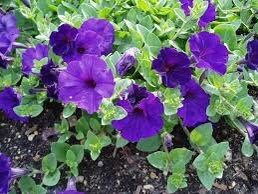 Petunia Multiflora Quinto Blue Seeds ~ Petunia x Hybrid ~ Plants ~ Garden ~ Grow Your Own ~ Spring Flowers ~ Instead of Flowers ~ Flowers