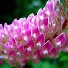 Uraria Crinita ~ Asian Foxtail ~ Exotic ~ Pretty Flowers ~ Green Thumb ~ Flowers