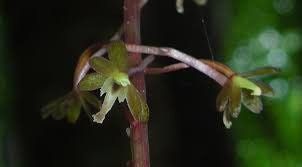 Crane-Fly Orchid Seeds ~ Tipularia Discolor ~ The Crippled Cranefly ~ Orchids ~ Usual Flowers ~ Exotic Flower