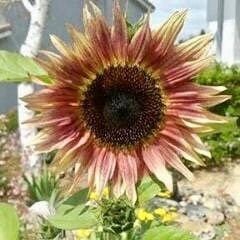 Garnet Star Sunflower Seeds ~ Pretty Flowers ~ Garden ~ Fall ~ Heirloom Seeds ~ Autumn