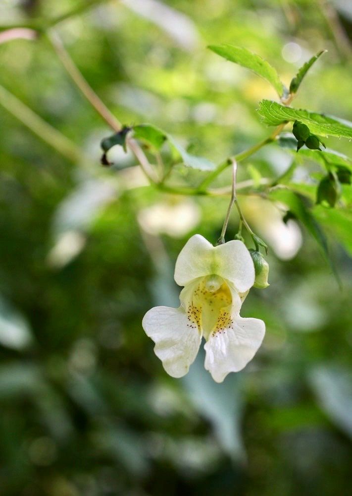 Rare White Touch Me Not ~ Jewelweed ~ Impatiens Capensis ~ Neat Flowers ~ Rare Plants ~ Interactive Plants ~ Neat