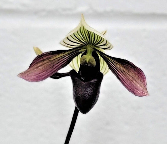 Black Lady’s Slipper Orchid Starter Grow Kit ~ Gift Ideas ~ Fun Projects ~ Holiday Gift Ideas ~ Presents ~ Stocking Stuffers ~ Plant Lover