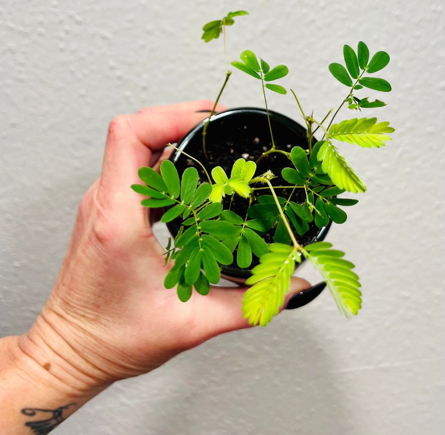 RARE Mimosa Pudica Plant~Touch-Me-NOT Plant~Sleepy Plant~Sensitive Plant~Shame Plant~Action Plant~Zombie Plant~Shy Lady Plant~Humble Plant