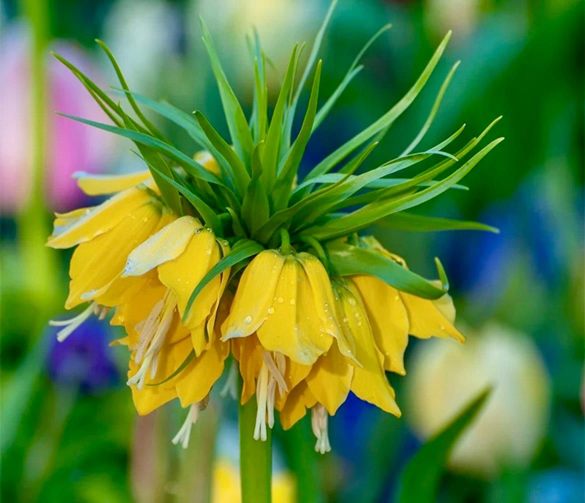 Orange Crown Imperialis Seeds ~ Fritillaria Imperialis ~ Exotic ~ Unique ~ Fun ~ Bees ~ Butterflies ~ Beautiful Flowers ~ Dr Seuss