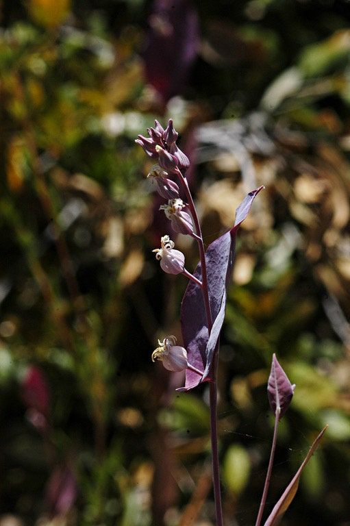 Streptanthus Farnsworthianus Seeds ~ Farnsworth’s Jewel Flower ~ Blooms ~ Climbing Perennial ~ Grow Your Own ~ Spring