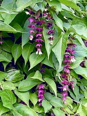 Rare Gold Leaf Himalayan Honeysuckle Seeds ~ Leycesteria Formosa ~ Plants ~ Garden ~ Grow Your Own ~ Spring Flowers ~ Unique