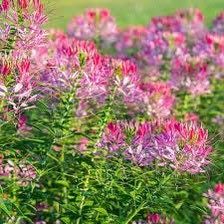 Cherry Queen Cleome Seeds ~ Cleome Hassleriana ~ Spider Flower ~ Flowering Plant ~ Flower ~ Growing Flowers ~ Garden ~ Plants ~ Gardening