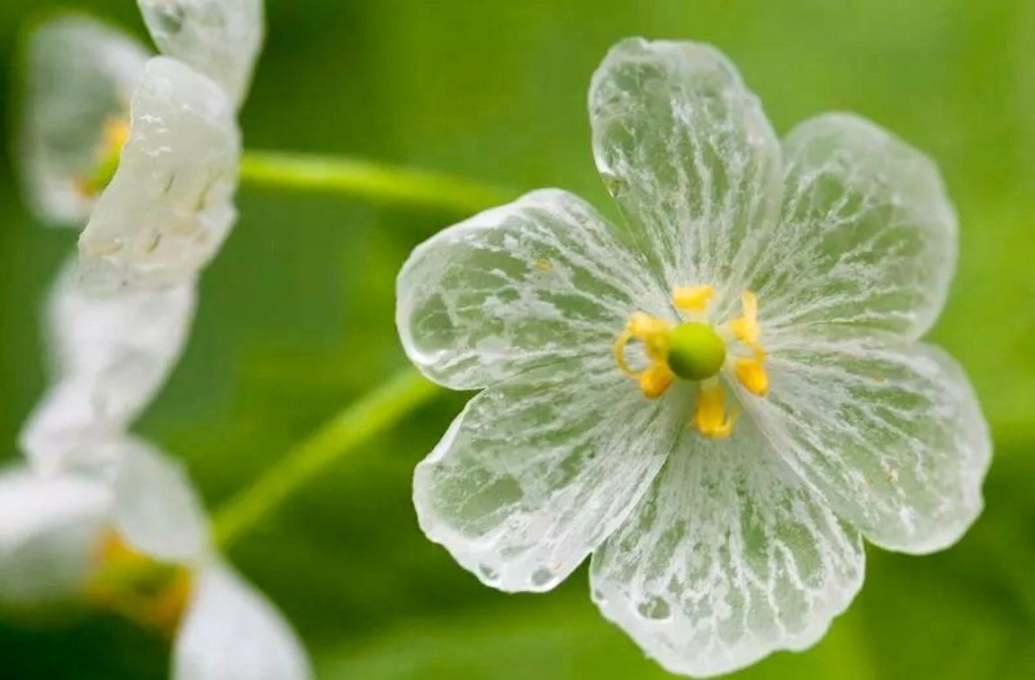 Skeleton Flower Seeds ~ Crystal Flower ~ Gray’s Double-Leaf ~ Twoflower ~ Diphylleia Grayi ~ Cool Flowers ~ Rare ~ Heirloom Seeds