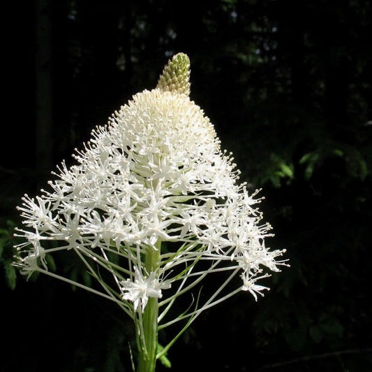 Alpine Bear Grass Seeds ~ Xerophyllum Tenax ~ Unusual ~  White Torch Lily ~ Dried Flowers ~ Boho ~ Bouquets