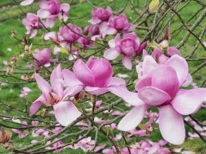 Pink Saucer Magnolia Seeds ~ Soulangeana ~ Usual Flowers ~ Exotic Flower