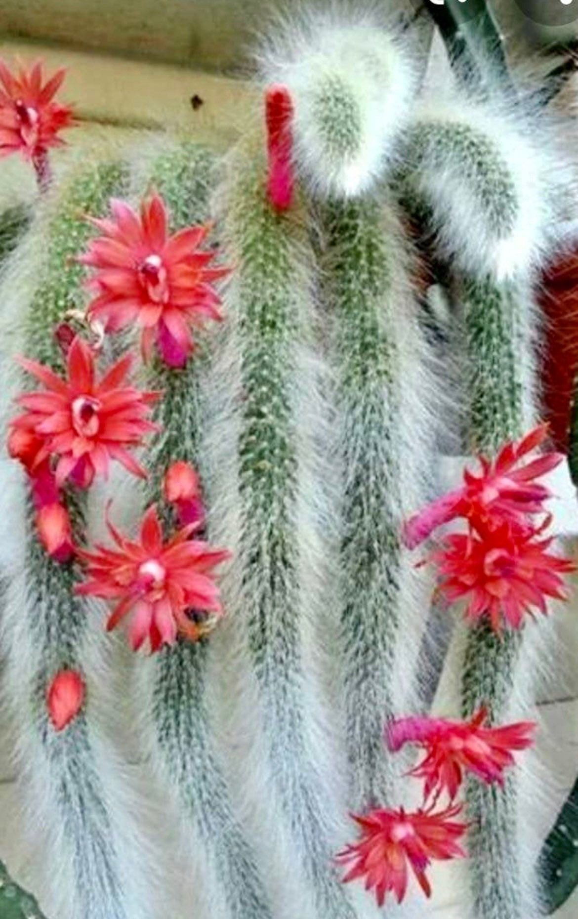 Monkey Tail Cactus Seeds ~ Cacti ~ Grow Your Own ~ Spring Flowers ~ Instead of Flowers ~ Cool Cactus