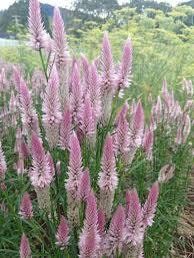 Celosia Flamingo Feather Seeds ~ Grow Your Own ~ Spring Flowers ~ Instead of Flowers ~ Bouquets ~ Died Flowers ~ Pretty ~ Pink