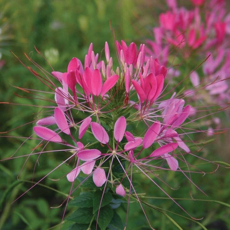 Cherry Queen Cleome Seeds ~ Cleome Hassleriana ~ Spider Flower ~ Flowering Plant ~ Flower ~ Growing Flowers ~ Garden ~ Plants ~ Gardening