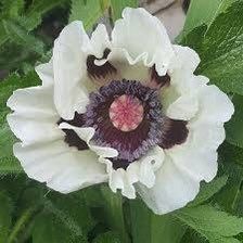 Poppy Checkers Seeds ~ Papaver Orientale Checkers ~ Cool Flowers ~ Unique ~ Heirloom ~ Bouquets ~ Fresh Cut Flowers ~ Cool ~ Neat Flowers