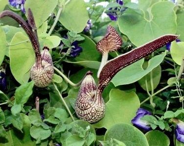 Unique Gaping Dutchman's Pipevine ~ Aristolochia Ringens ~ Bizarre Flowets ~ Plants ~ Cool Flowers ~ Exotic