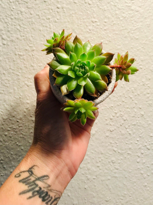 Sempervivum Tectorum ~ Succulent ~ Hens and Chicks