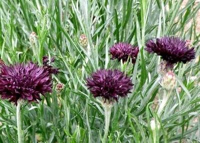 Double ‘Velvet Dawn’ Coneflower Seeds ~ Bachelor Buttons ~ Flowering Plant ~ Heirloom ~ Flowers ~ Flower ~ Growing Flowers ~ Garden