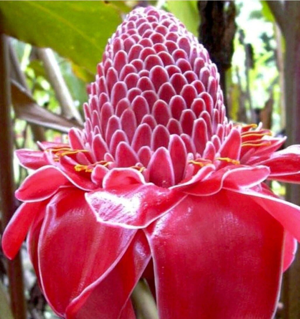 Pink Ginger Torch Seeds ~ Etlingera Elatior ~ Exotic ~ Cut Flowers ~ Flowering Blooms ~ Unique Flowers ~ Bouquets ~ Tropical