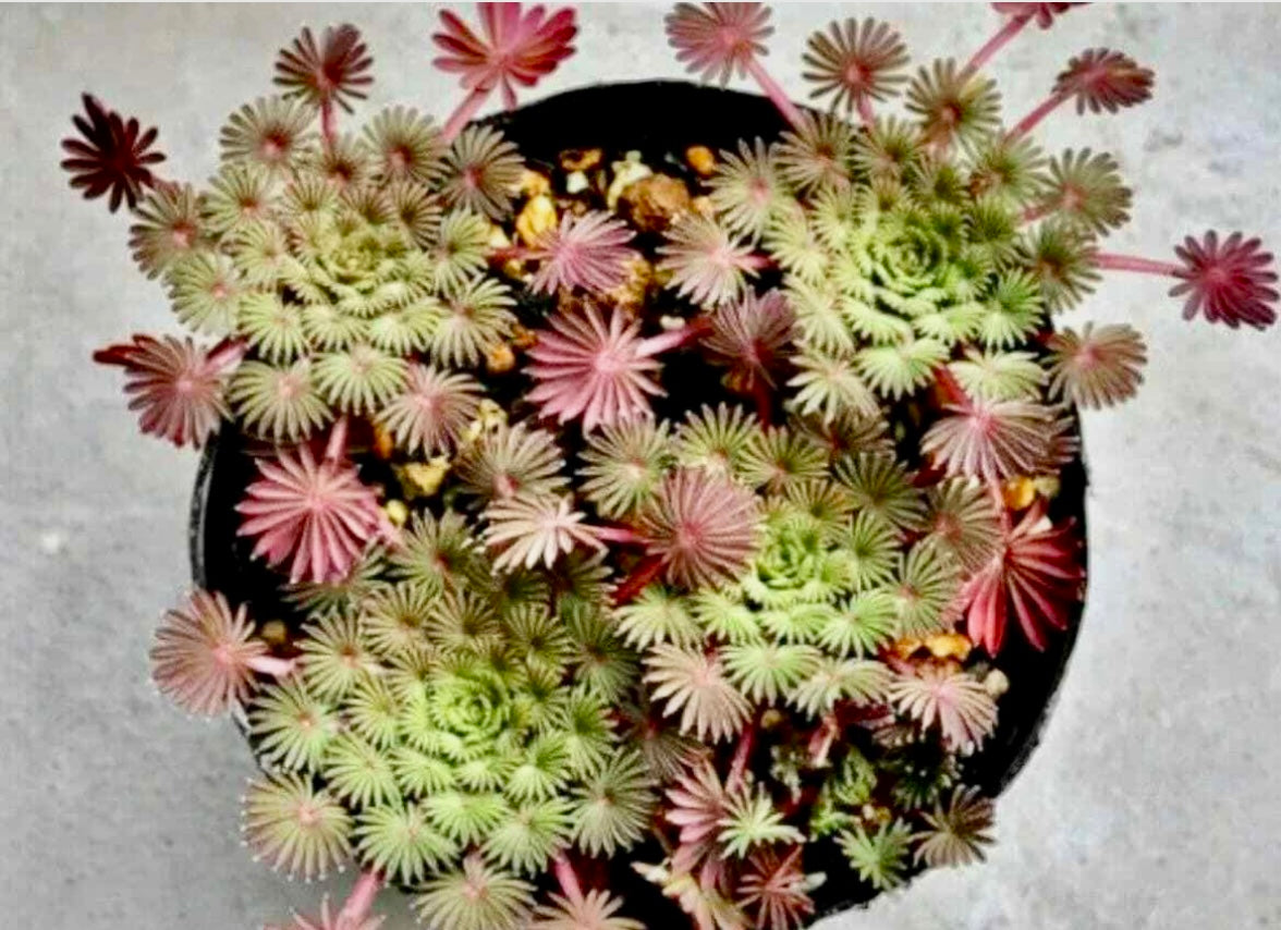 Oxalis Palmifrons Seeds ~ Palm Leaf Oxalis ~ Plants ~ Garden ~ Houseplants
