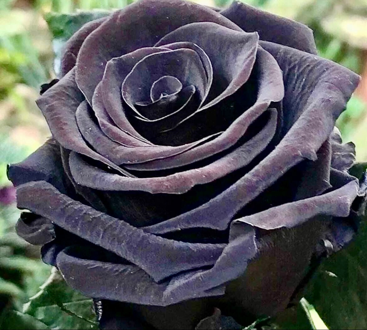 Black Magic Rose Seeds ~ Plants ~ Garden ~ Grow Your Own ~ Spring Flowers ~ Instead of Flowers ~ Presents