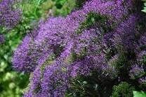 Trachelium Caeruleum Seeds ~ Blue Throatwort ~ Plant Your Own ~ Gardening ~ Yard ~ Flowers